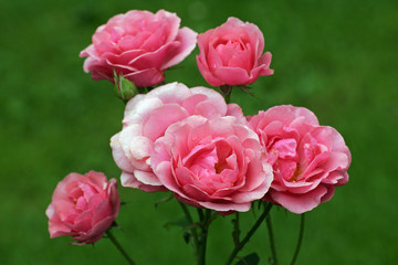 Rose cultivar Heidelinde - floribunda rose (Rosa Heidelinde)