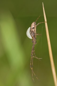 Long-jawed spider (Tetragnatha extensa) with ichneumon (Ichneumonidae) as parasite