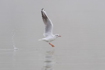 Black-headed Gull (Larus ridibundus)