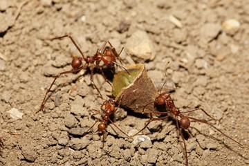 Ants, Costa Rica, Central America