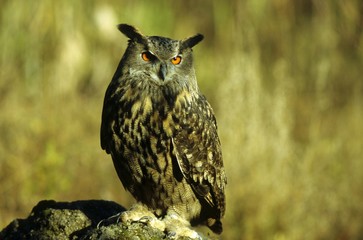 Eurasian Eagle Owl (Bubo bubo), horned owl family, sunbathing in a quarry