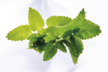 Lemon Balm (Melissa officinalis)