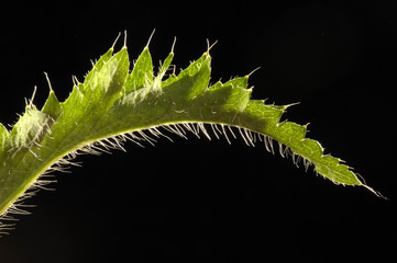 Leaf of Corn poppy (Papaver rhoeas)