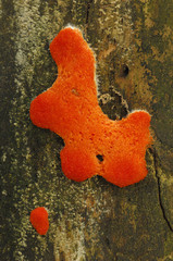 Tree fungus