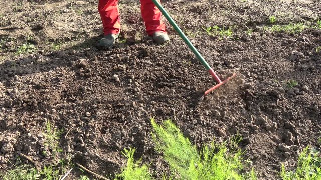 gardener  rake vegetables flowers bed soil in garden