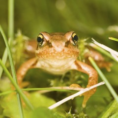 Grass frog (Rana temporaria) young animal