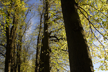 Fototapeta premium Linden trees - avenue in autumn (Tilia)