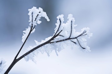 Rime