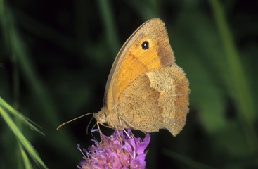 Fototapeta premium Meadow Brown (Maniola jurtina), female drinking nectar