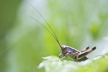 Dark Bush-Cricket (Pholidoptera griseoaptera), larva