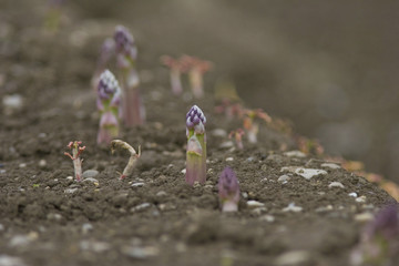 Asparagus Cultivation