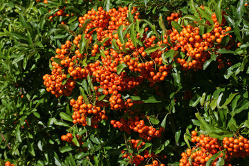 Firethorn cultivar Orange Glow - pyracanth - evergreen thorn (Pyracantha hybrid Orange Glow)