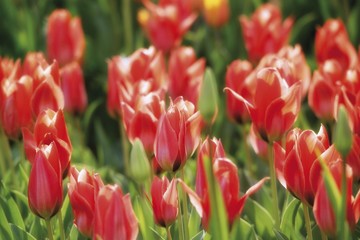Red tulips (Tulipa)