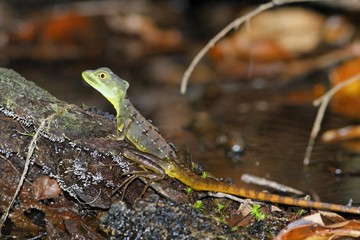 Plumed basilisk, (Basiliscus plumifrons), Costa Rica, Central America