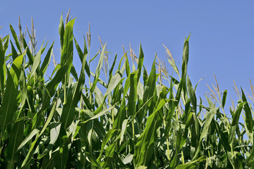 Corn field in late summer