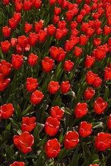 Tulips (Tulipa), Keukenhof, Holland, Netherlands, Europe