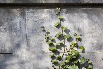 Ivy (Hedera helix) growing along a wall