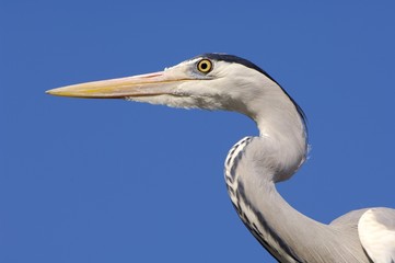 Grey Heron (Ardea cinerea)