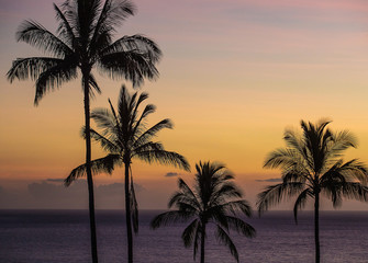Naklejka na ściany i meble Tropical palm trees during sunset