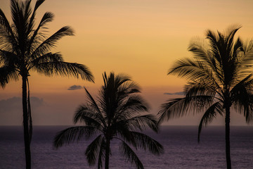 Fototapeta na wymiar Palm trees on a tropical island during a colorful sunset