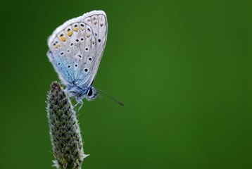 Idas Blue (Lycaeides idas), Mindelheim, Allgau, Bavaria, Germany, Europe