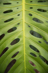 Fototapeta na wymiar Large green leaf on tropical island plant in Hawaii