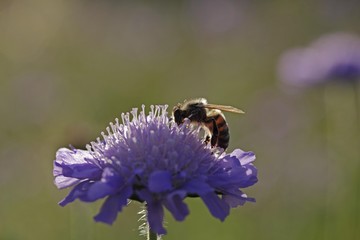 Honey bee (Apis mellifera) on a Field Scabious (Knautia arvensis), detail view
