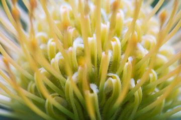 Pincushion flower from Hawaii