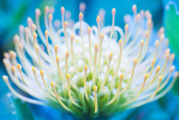 Pincushion flower from Hawaii