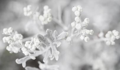 White Plant Silverdust