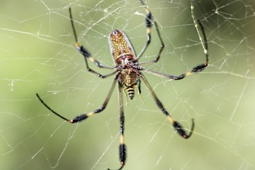 Golden Orb Spider, Golden silk orb-weaver (Nephila clavipes), Costa Rica, Central America
