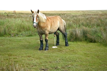 Stallion with legs blackend by moor