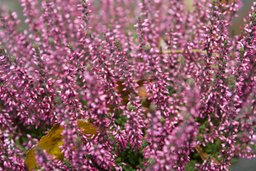 Fototapeta premium Ericaceae