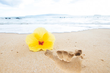 Fototapeta na wymiar Yellow Hibiscus Flower on Hawaiian Beach