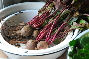 Beets freshly harvested from the garden