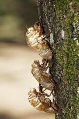 Cicada Exuviae, Costa Rica, Central America