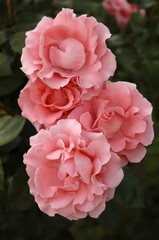 Three pink Rose (Rosa) blossoms