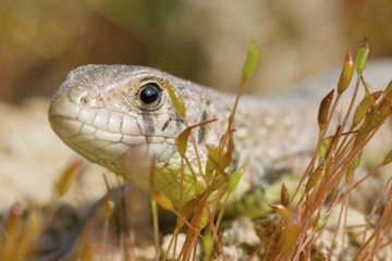 Naklejka premium Sand Lizard (Lacerta agilis) in moss
