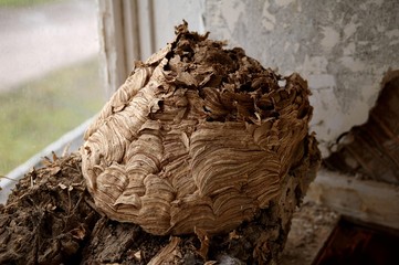 Hornets' nest, dormer window