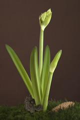 Amaryllis before bloom (with moss, wood sponge and fir cone)