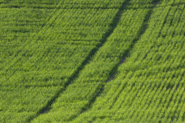 Field with traces of tractor