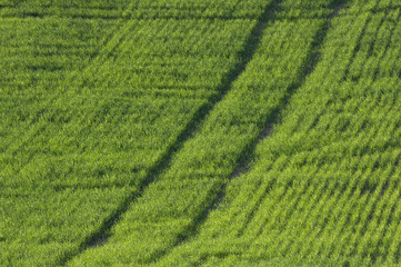 Field with traces of tractor