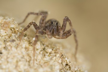 Wolf spiders (Pardosa lugubris)