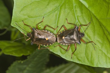 Forest Bugs (Pentatoma rufipes) mating