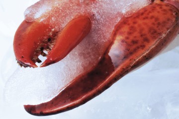 Lobster claw in a block of ice