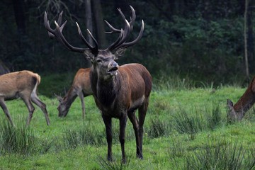 Red stag during the rut - red deer (Cervus elaphus)