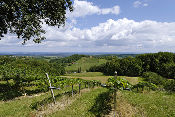 Wineyards near Grasnitzberg at the Styria wine road Styria Austria