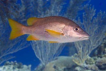 Fototapeta premium Schoolmaster Snapper (Lutjanus apodus), Roatan, Honduras, Caribbean, Central America