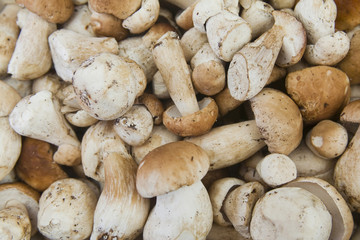 Edible boletus (Boletus edulis)