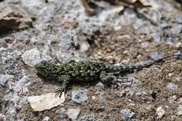 Agama, Los Quetzales National park, Costa Rica, Central America
